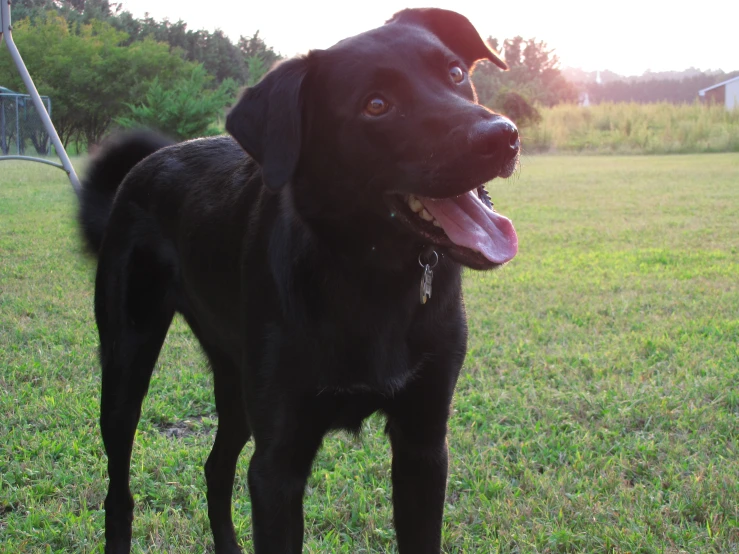 a black dog is standing in the grass