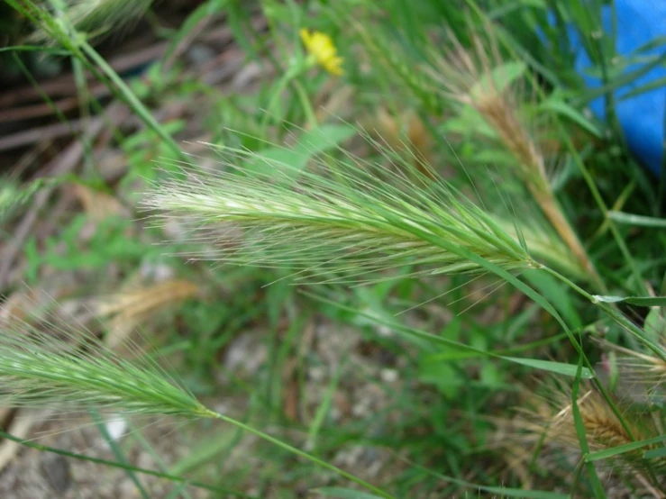 some grass is blooming near a pipe