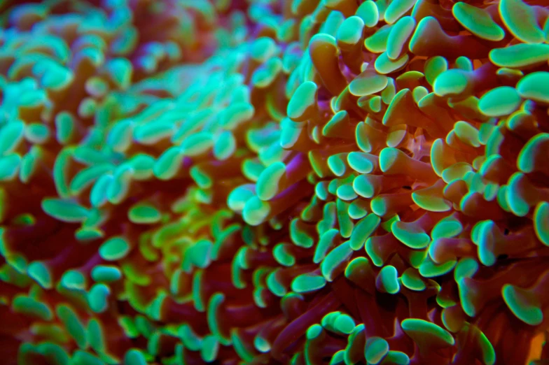 this picture is close up on a coral reef