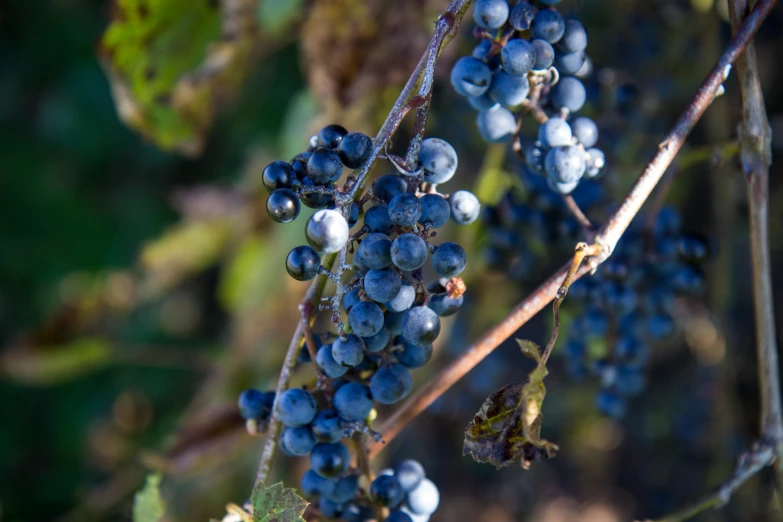 close up of a bunch of ripe blue berries