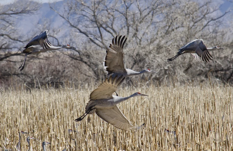 two geese are flying in the air over an open field