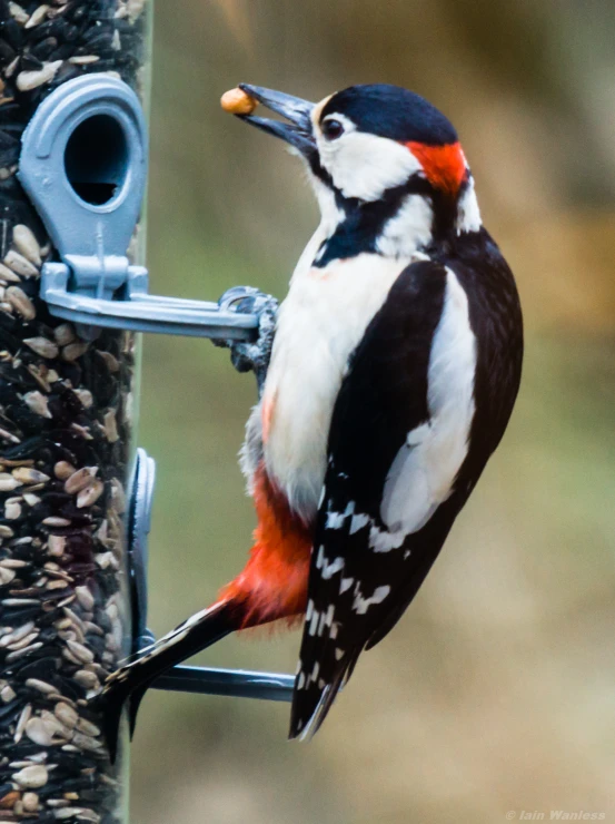 a colorful bird standing on top of a wooden pole