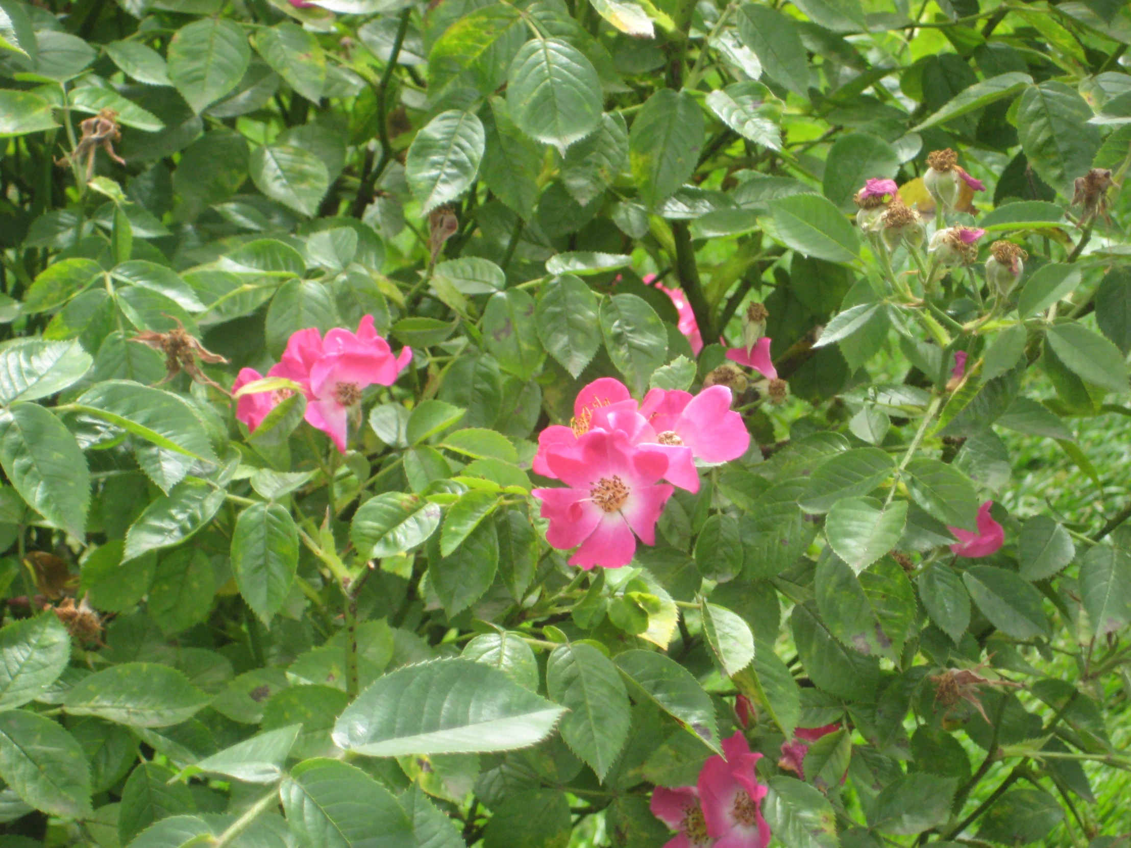 many pink flowers and leaves are seen in this image