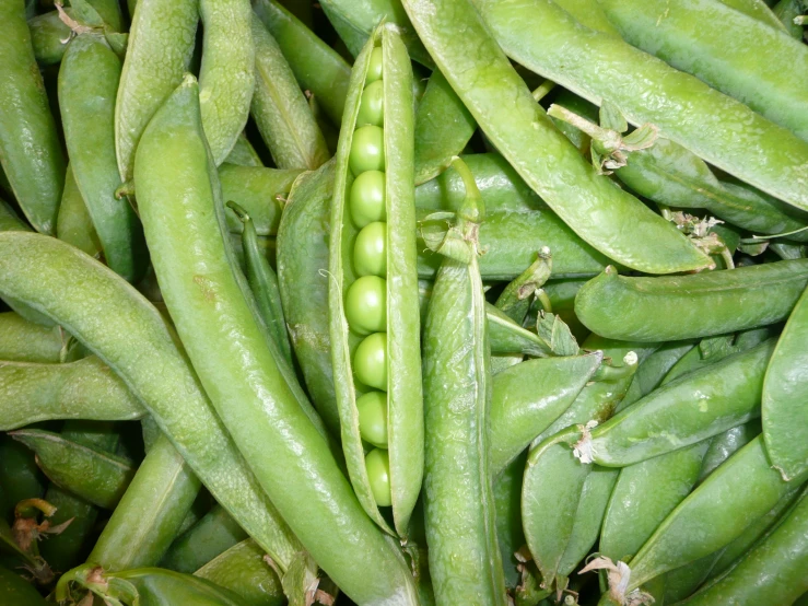 peas and peas that are ready to be picked