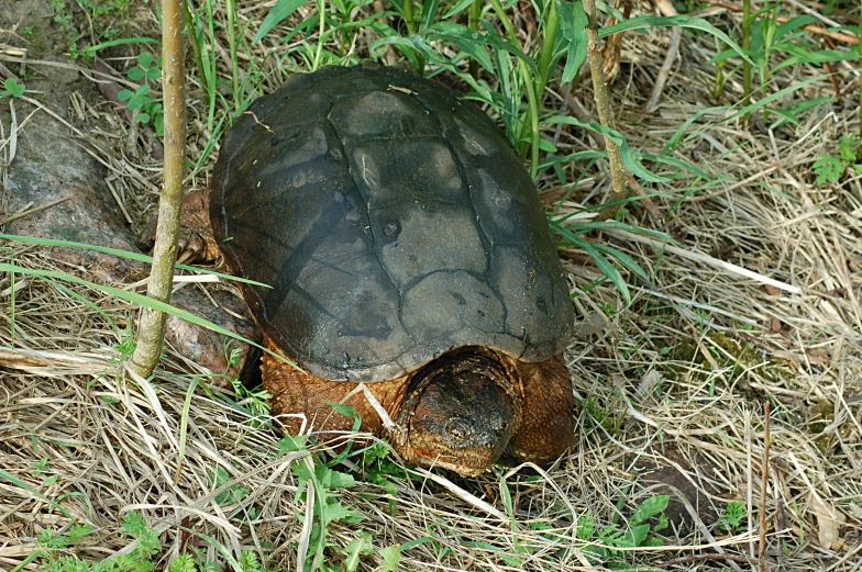 a turtle is laying down on the ground