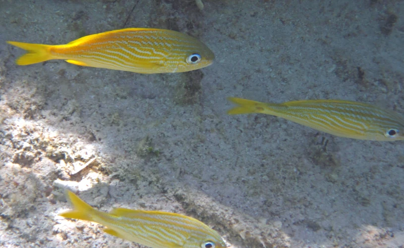 three yellow small fish swims together on a sandy beach
