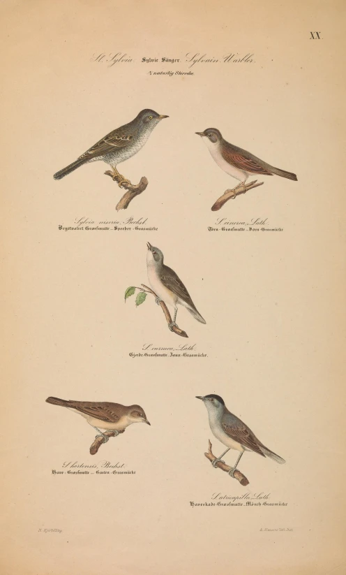 several birds that are standing in the dirt