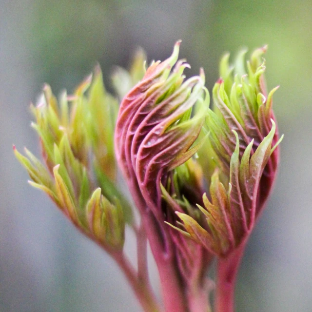 a close - up image of a sprig of flower buds