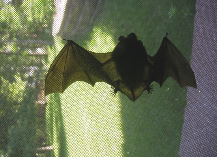 a bat sitting in the window with its wings spread