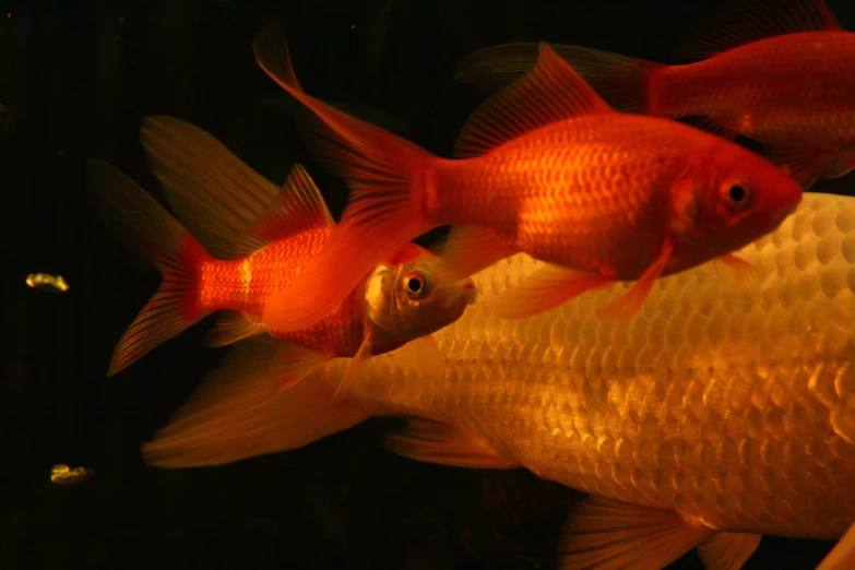 three goldfish are shown in an aquarium