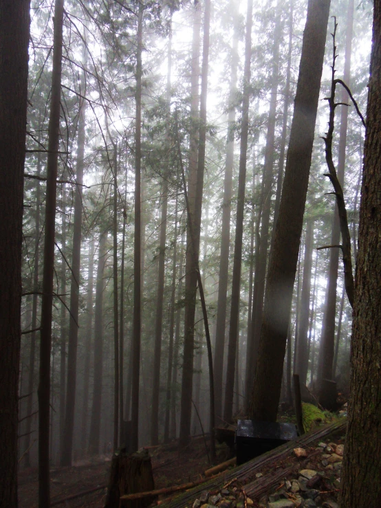a tent is pitched up in the woods on a foggy day