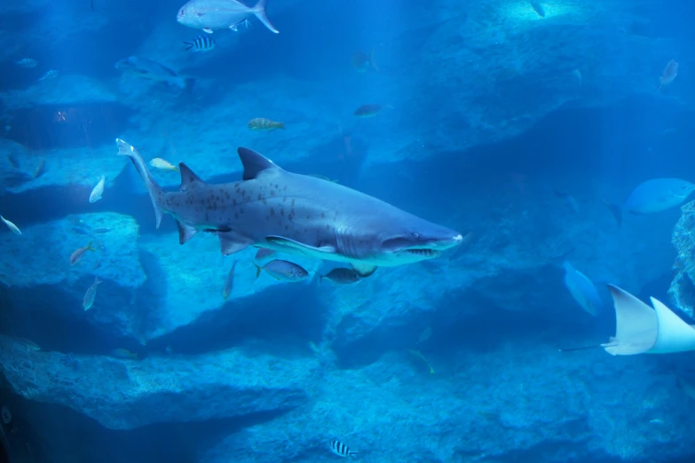 a grey shark in a large aquarium, surrounded by fishes