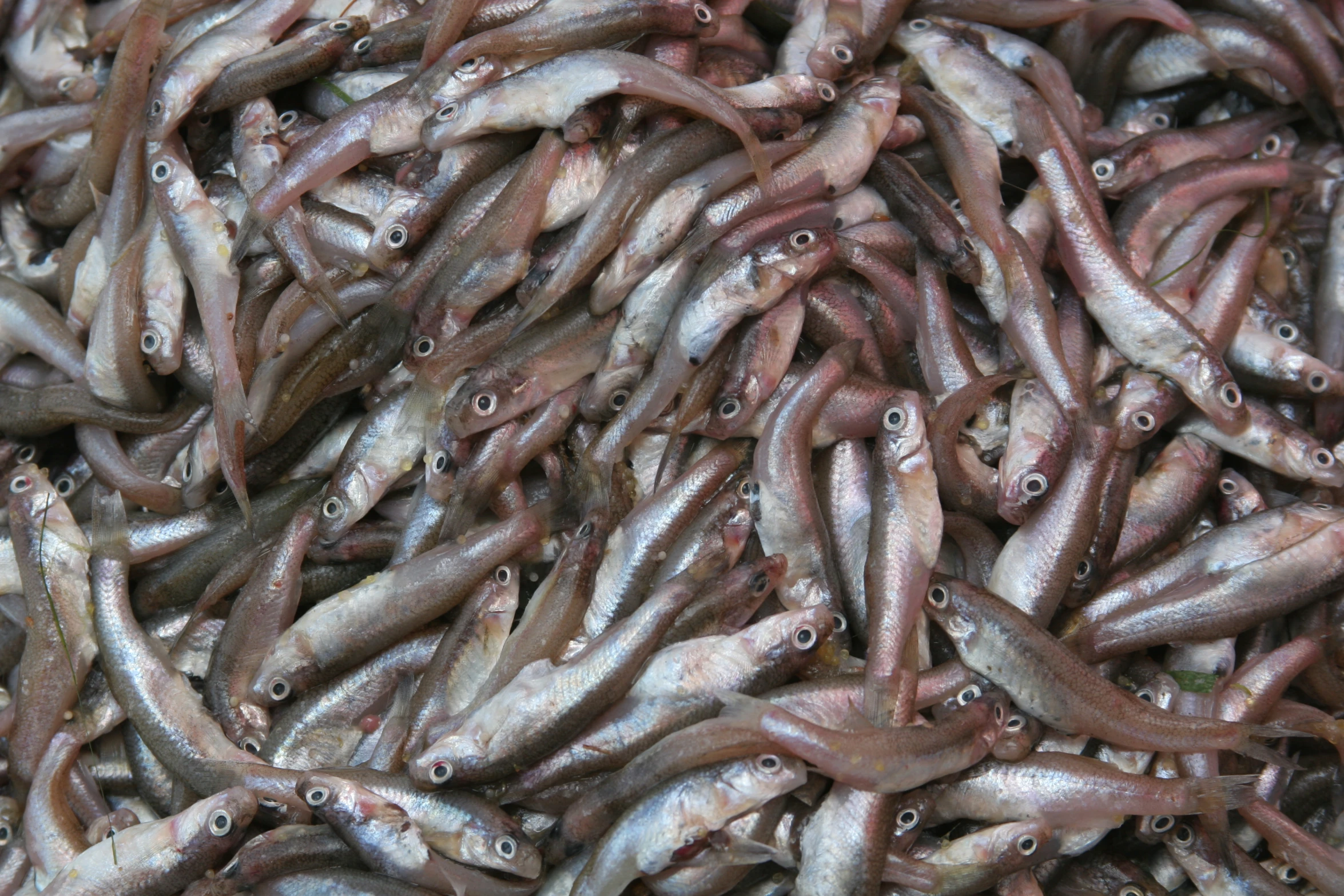 an image of fish surrounded by other fish