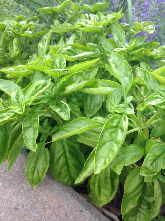 the basil is getting ready to plant in their garden