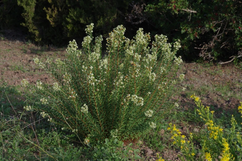 a plant with a bush in the background