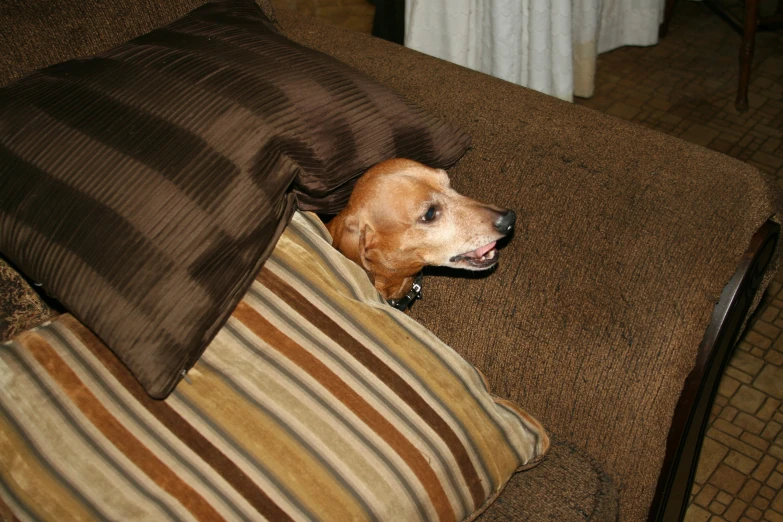 a dog peeking out from under the pillows of a couch