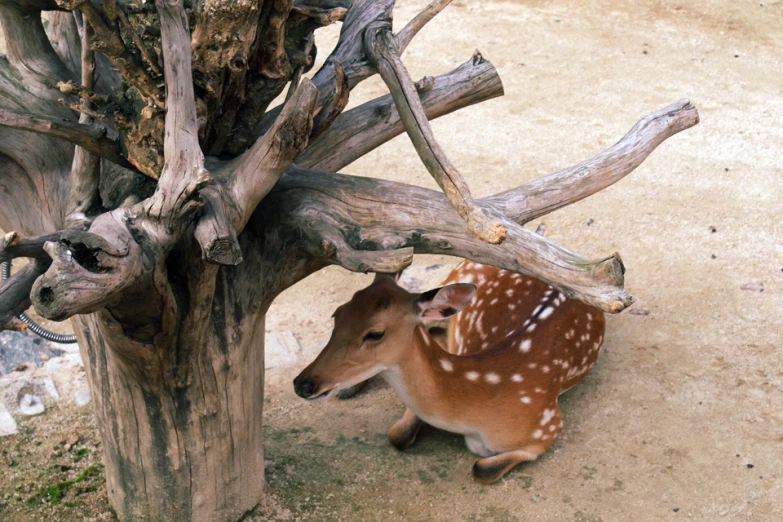an adorable deer sitting on the dirt and next to tree trunks