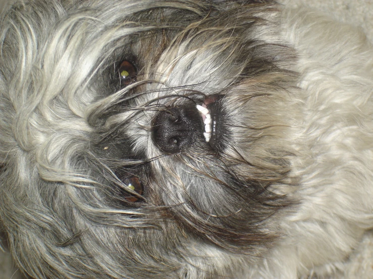 a close up view of an extremely long haired dog's eye