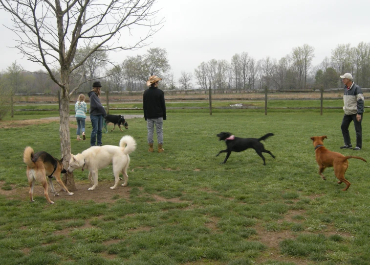 there are several dogs at the dog park and several people