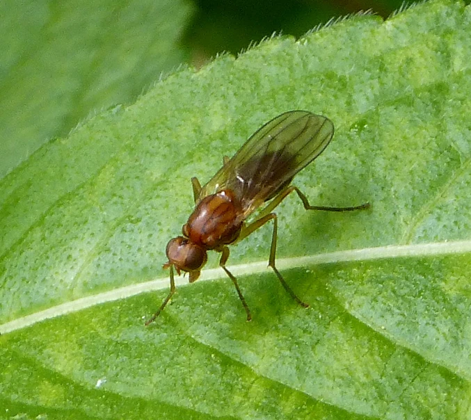 two small bugs on the tip of a leaf