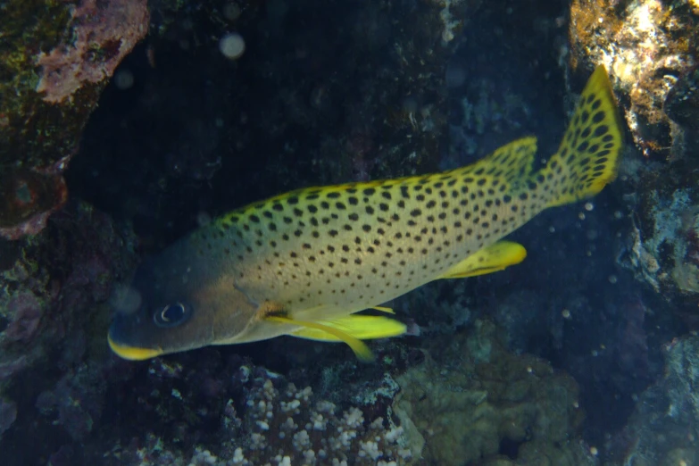 a fish is resting on some rocky coral