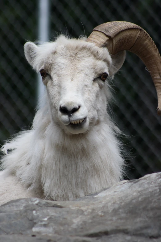 a white ram with long, horn like horns looks out of his den