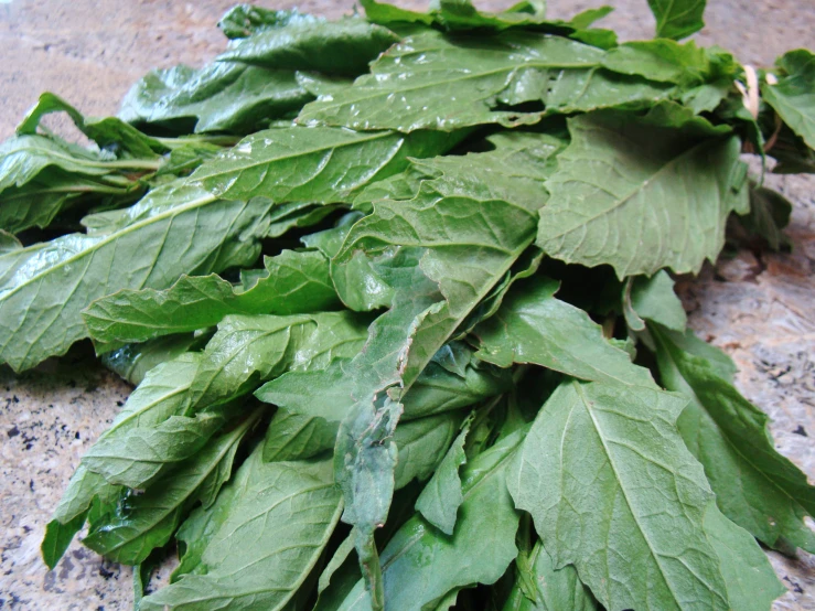 a bunch of leafy green leaves lay on the ground