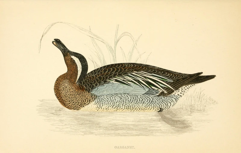 the drawing shows an adult duck with black, white and brown feathers
