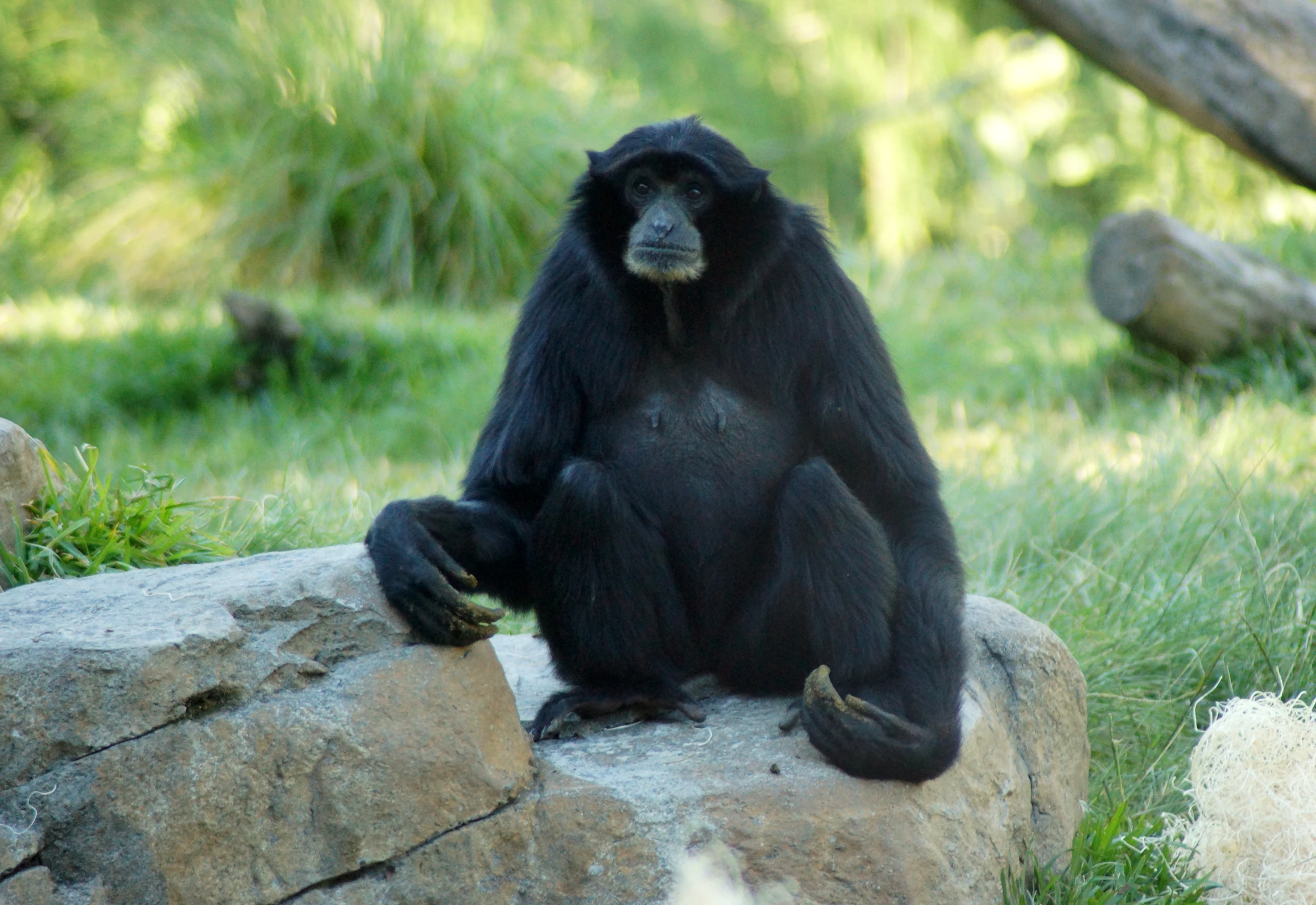 a large black animal sitting on top of a rock