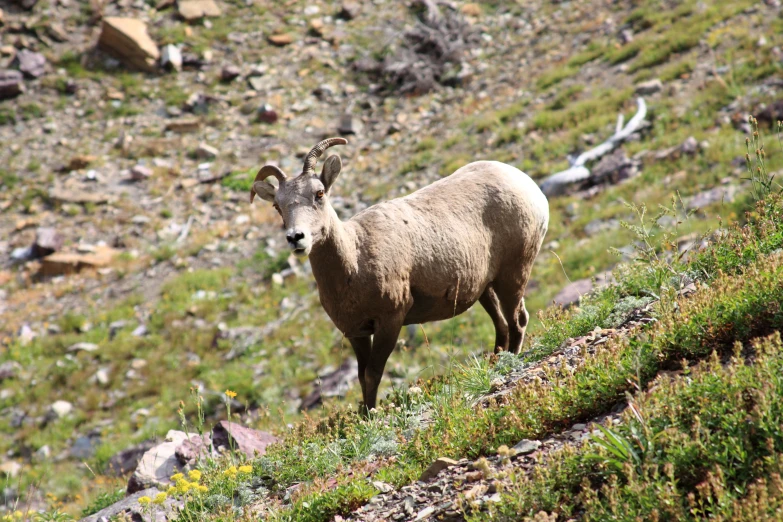 the mountain goat is running in the rocky area