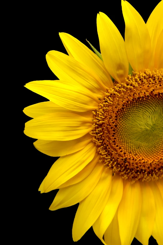 a sunflower with a green stem in the center