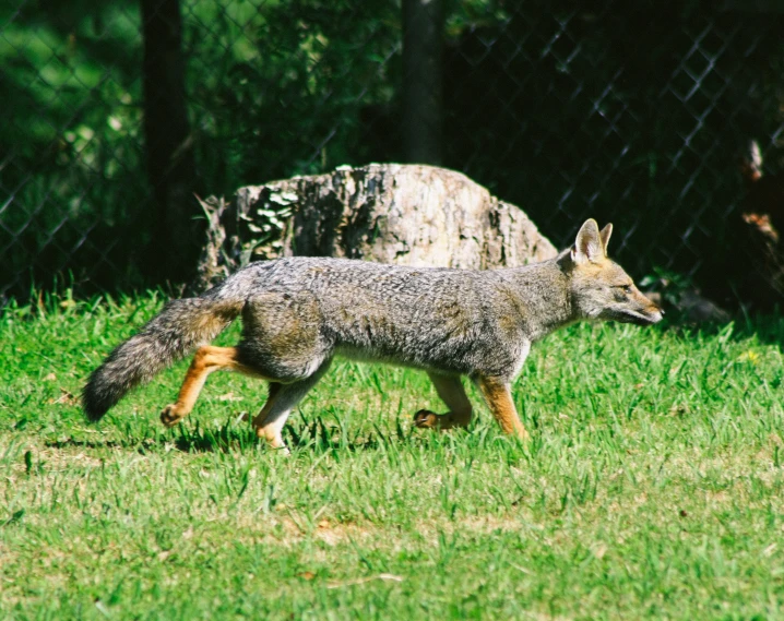 a young fox cub walking through a grassy field