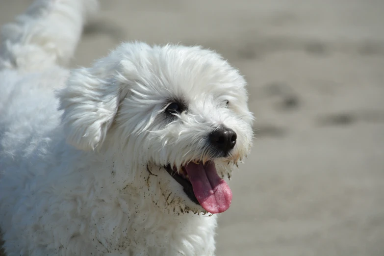 a white dog with its mouth open and wet fur