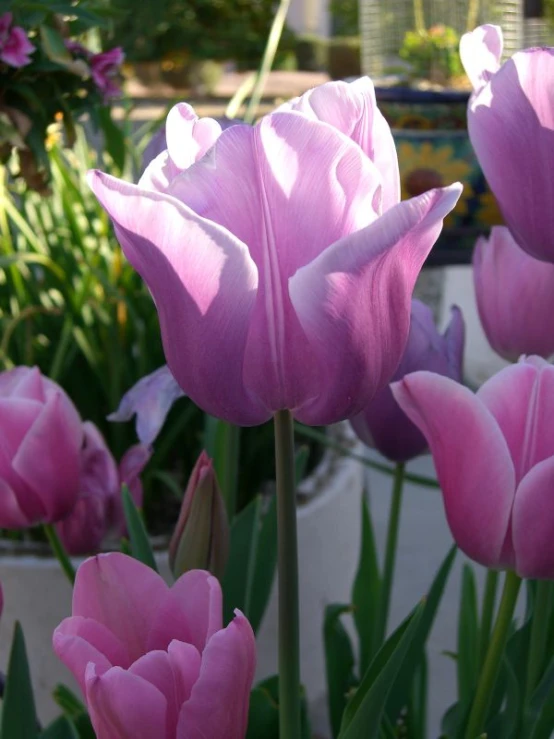 large group of pink flowers growing in a garden