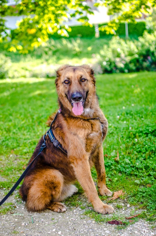 a big brown dog on a leash sitting in the grass