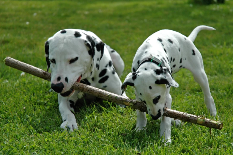two dalmatian dogs are playing with a wooden stick