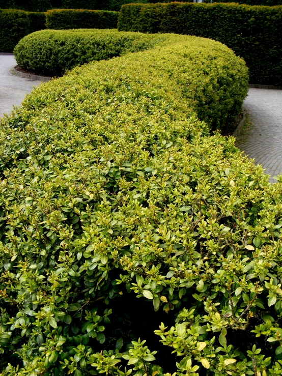 an area with several large bushes and some green plants