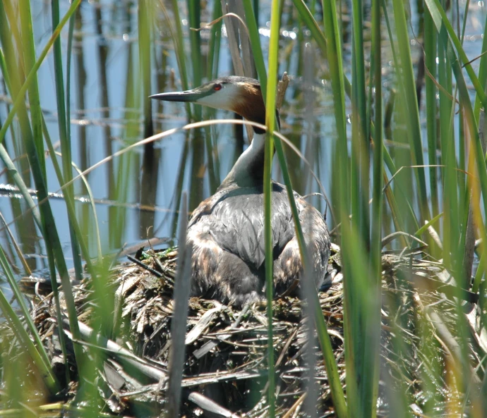 a bird sitting on the top of a nest