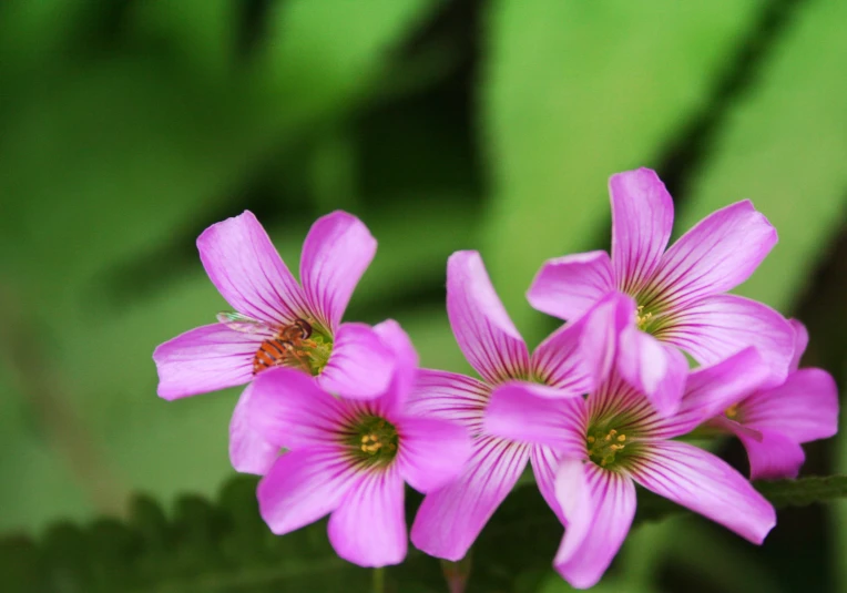 purple flowers are in the center of three petals