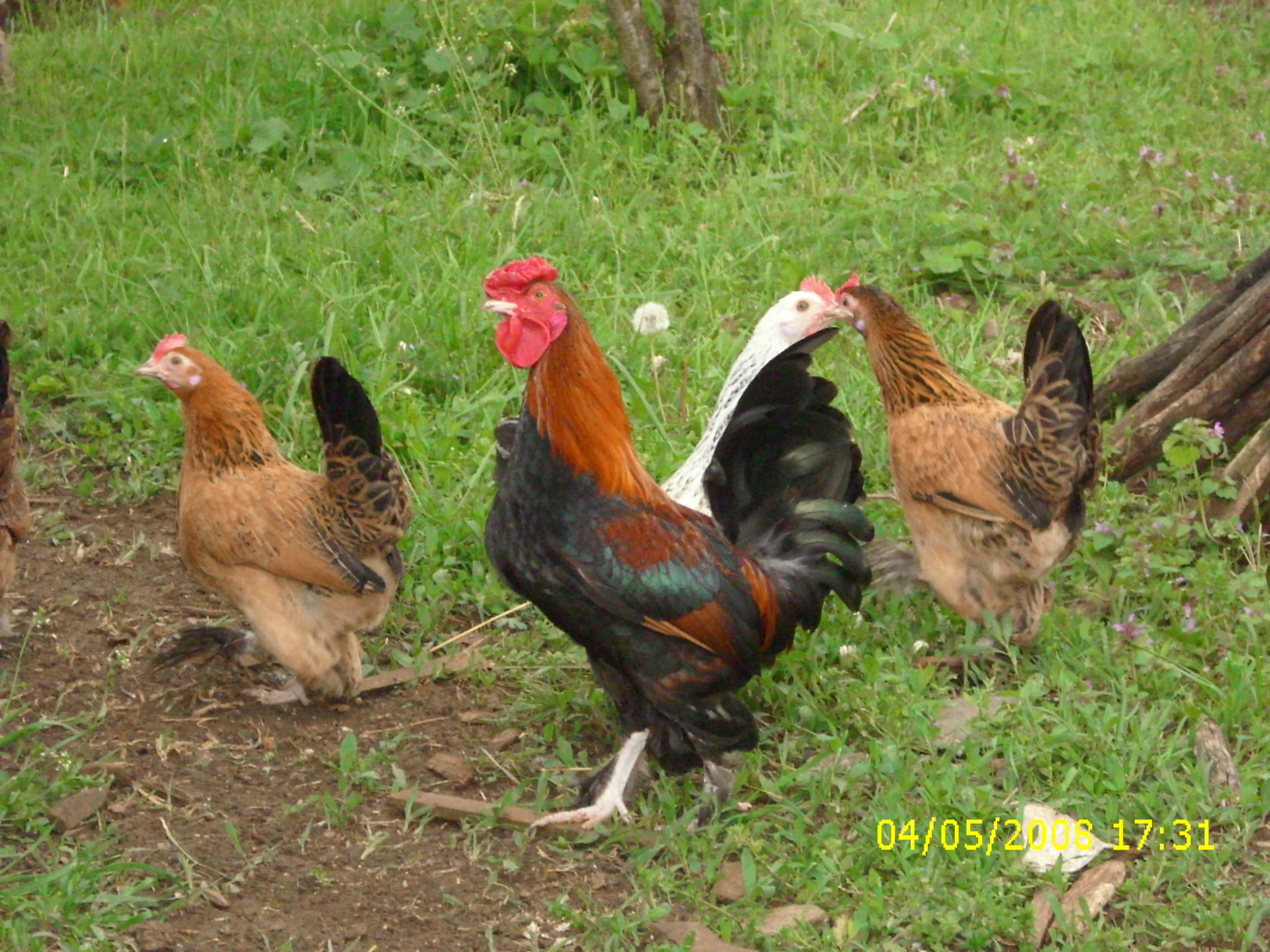 three roosters with different colors standing around