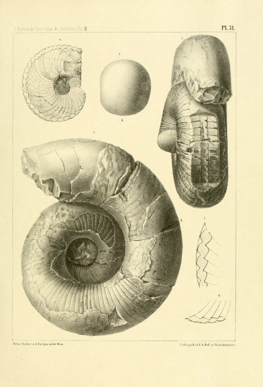 an image of an old print of seashells and their shells