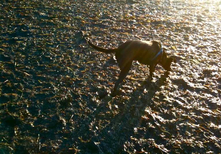 a small dog standing on top of a field