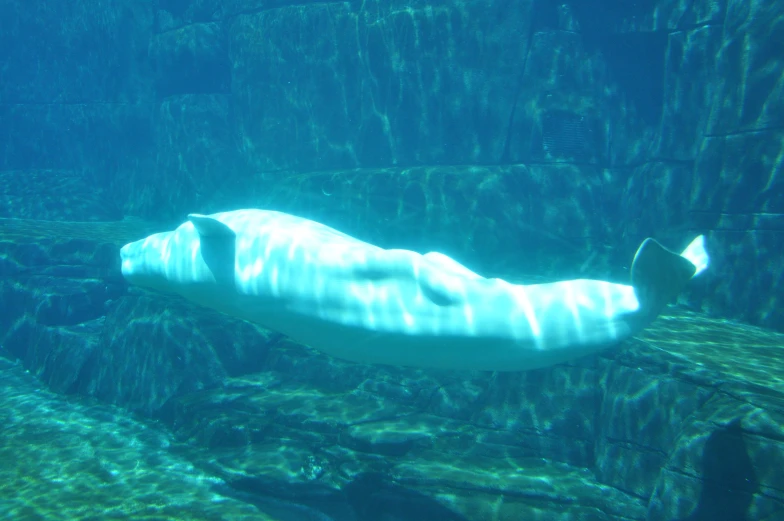 a large white object floating under water in an aquarium