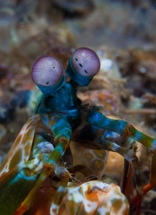 a couple of blue and green crabs standing on top of a seaweed