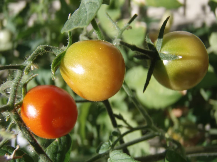 two tomatoes hanging from the top of a vine