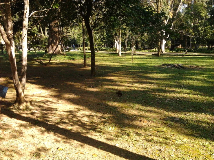 a woman that is standing in the grass