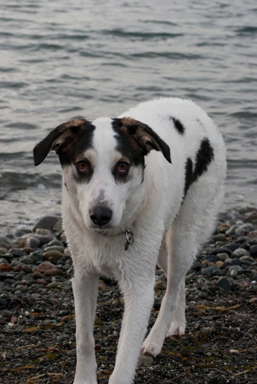 a dog standing on a rocky beach next to water
