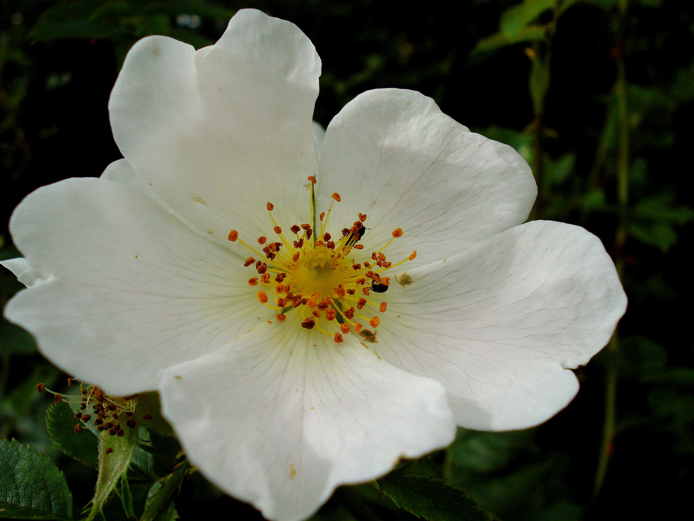 white flower blooming closeup, with yellow center