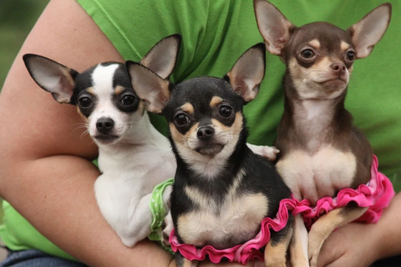 three cute dogs in a person's arms