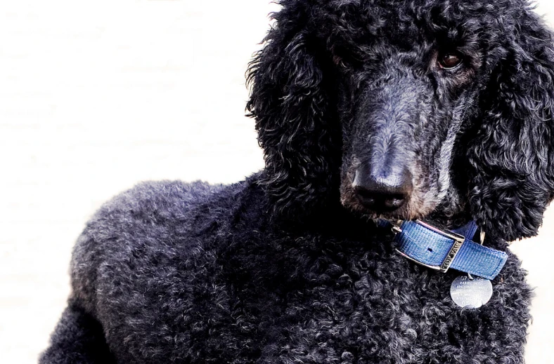 closeup of a black poodle sitting on the ground